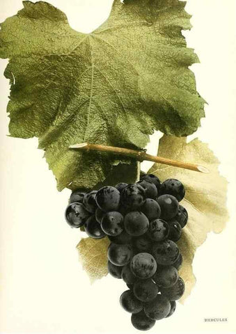 Reproducción/Reproduction 30017620912: The grapes of New York,. Albany,Lyon,1908.