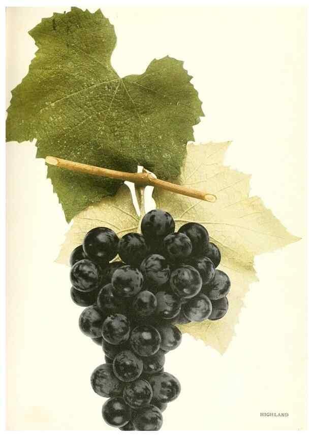Reproducción/Reproduction 30017626542: The grapes of New York,. Albany,Lyon,1908.