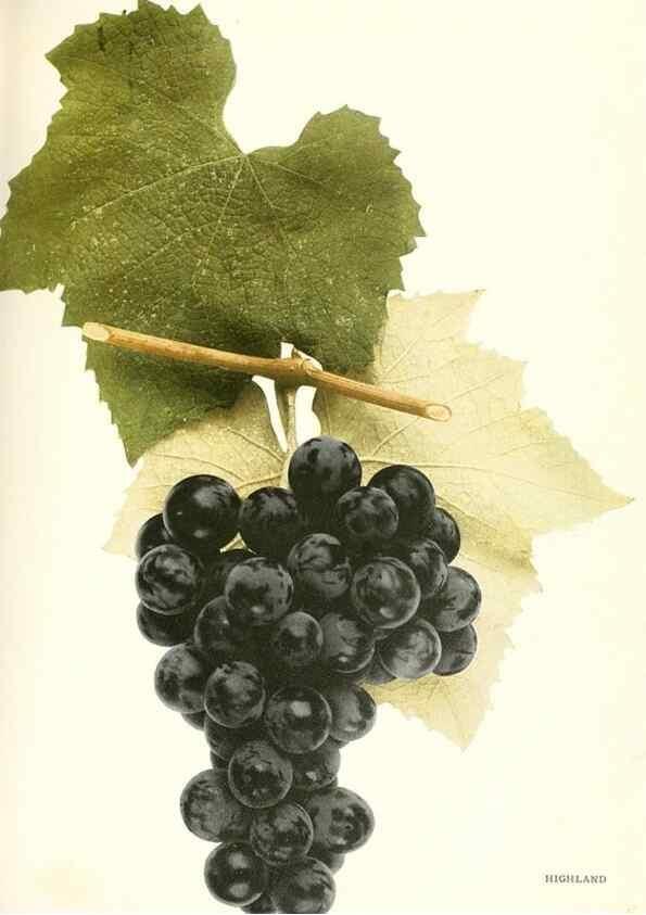 Reproducción/Reproduction 30017626542: The grapes of New York,. Albany,Lyon,1908.