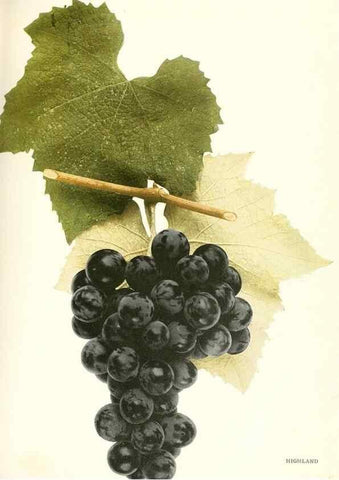Reproducción/Reproduction 30017626542: The grapes of New York,. Albany,Lyon,1908.