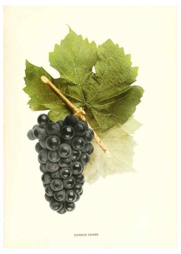 Reproducción/Reproduction 30047854831: The grapes of New York,. Albany,Lyon,1908.