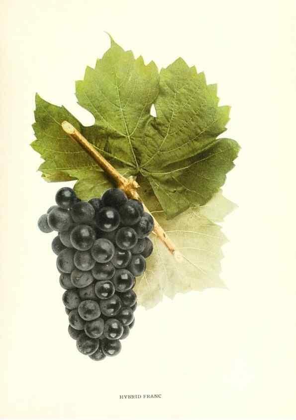 Reproducción/Reproduction 30047854831: The grapes of New York,. Albany,Lyon,1908.