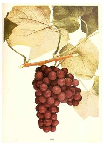 Reproducción/Reproduction 29503309463: The grapes of New York,. Albany,Lyon,1908.