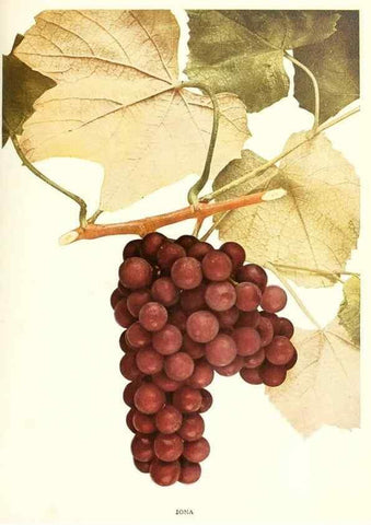Reproducción/Reproduction 29503309463: The grapes of New York,. Albany,Lyon,1908.