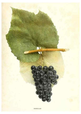 Reproducción/Reproduction 30131963945: The grapes of New York,. Albany,Lyon,1908.