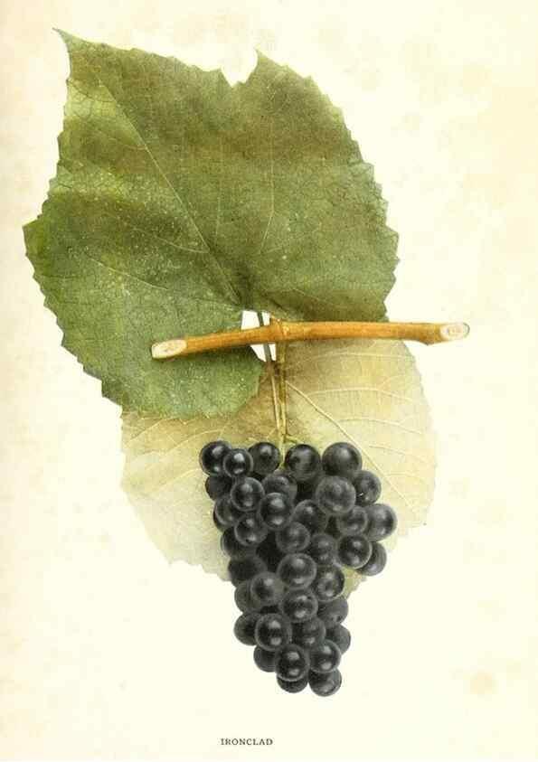 Reproducción/Reproduction 30131963945: The grapes of New York,. Albany,Lyon,1908.