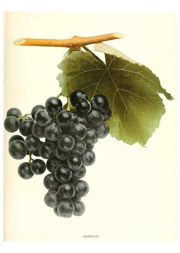 Reproducción/Reproduction 30131966265: The grapes of New York,. Albany,Lyon,1908.