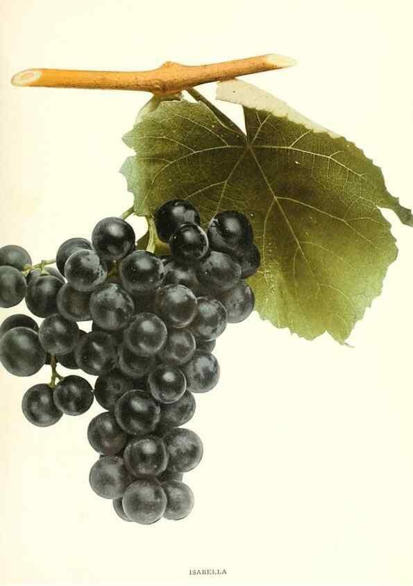 Reproducción/Reproduction 30131966265: The grapes of New York,. Albany,Lyon,1908.