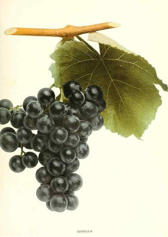 Reproducción/Reproduction 30131966265: The grapes of New York,. Albany,Lyon,1908.