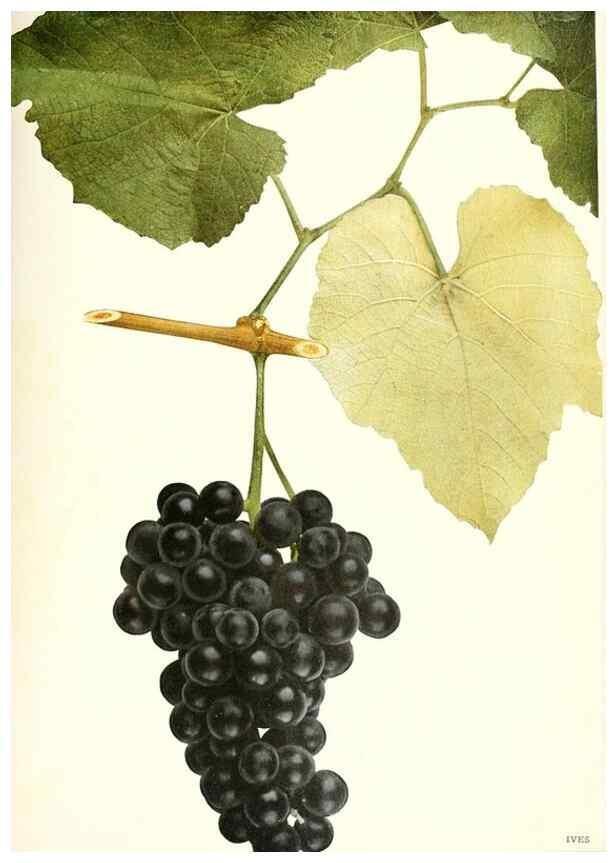 Reproducción/Reproduction 30017637542: The grapes of New York,. Albany,Lyon,1908.