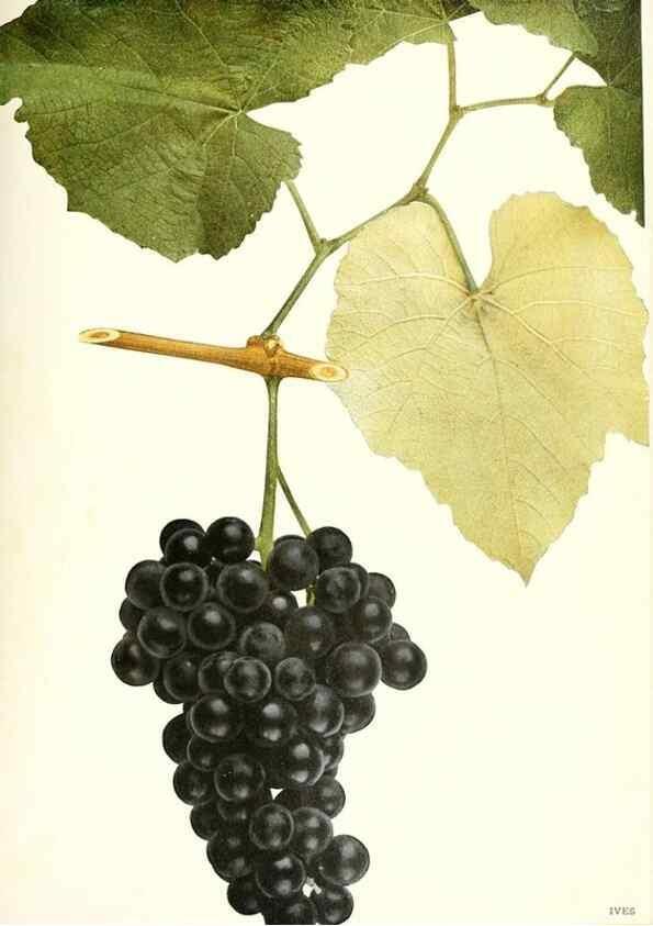 Reproducción/Reproduction 30017637542: The grapes of New York,. Albany,Lyon,1908.