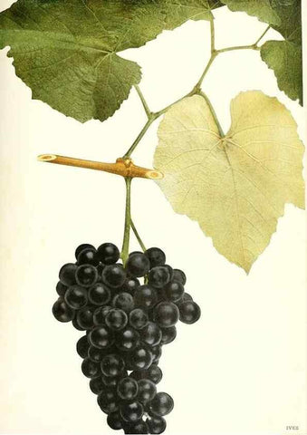 Reproducción/Reproduction 30017637542: The grapes of New York,. Albany,Lyon,1908.