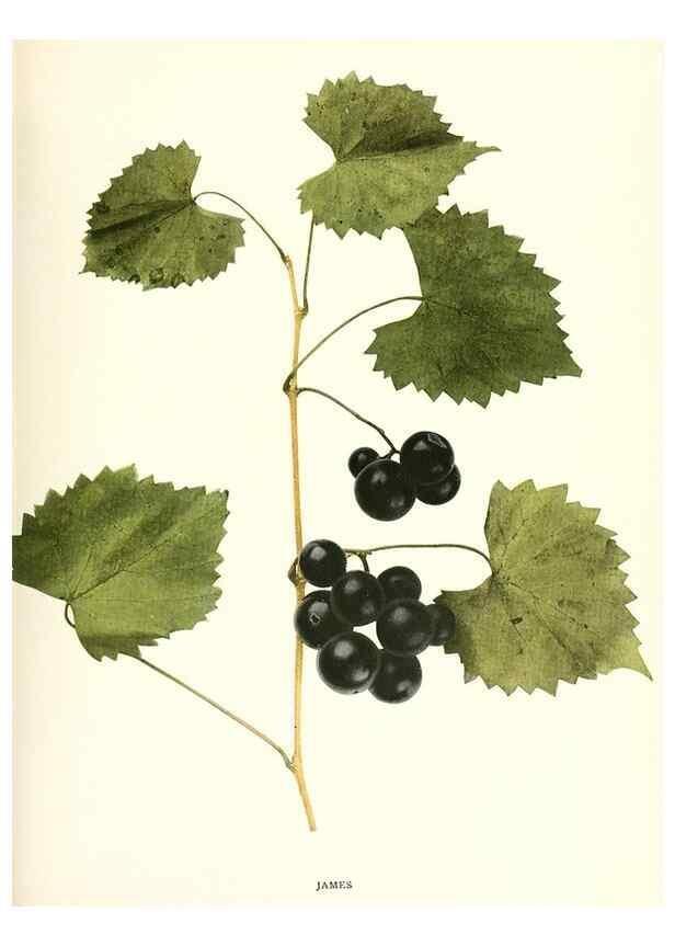 Reproducción/Reproduction 29503314443: The grapes of New York,. Albany,Lyon,1908.