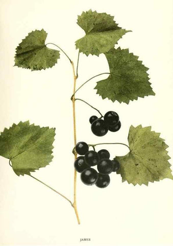 Reproducción/Reproduction 29503314443: The grapes of New York,. Albany,Lyon,1908.
