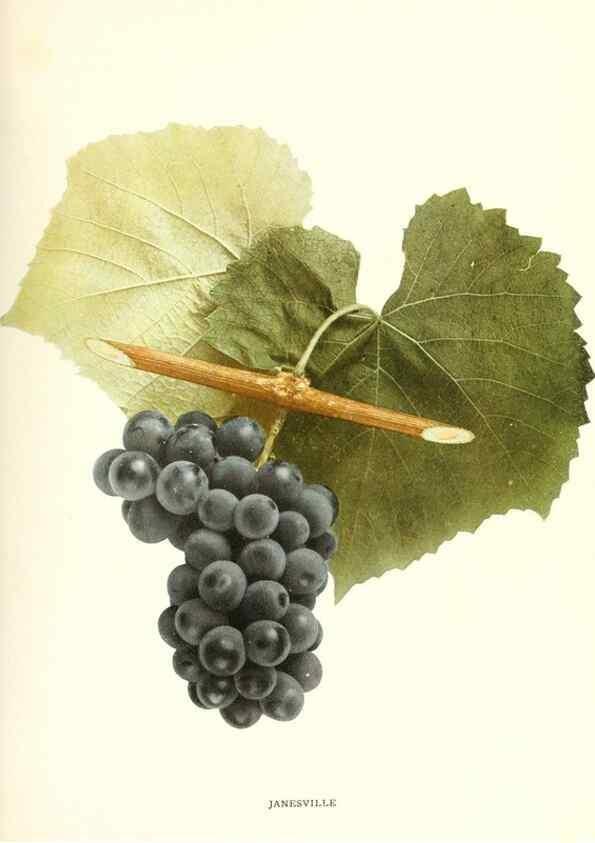 Reproducción/Reproduction 30131973455: The grapes of New York,. Albany,Lyon,1908.