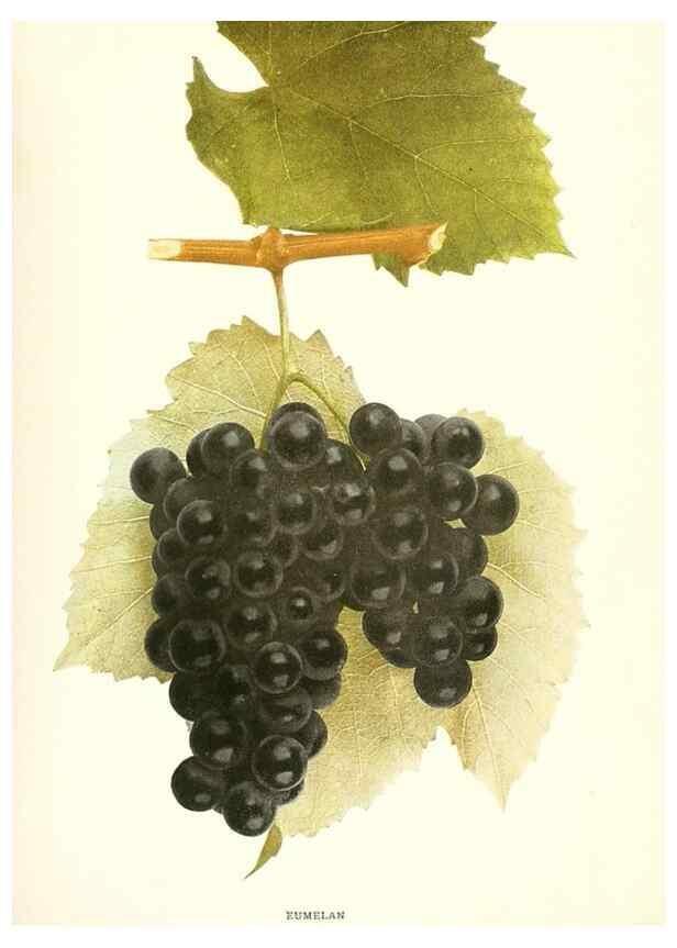 Reproducción/Reproduction 29836681590: The grapes of New York,. Albany,Lyon,1908.