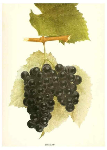 Reproducción/Reproduction 29836681590: The grapes of New York,. Albany,Lyon,1908.