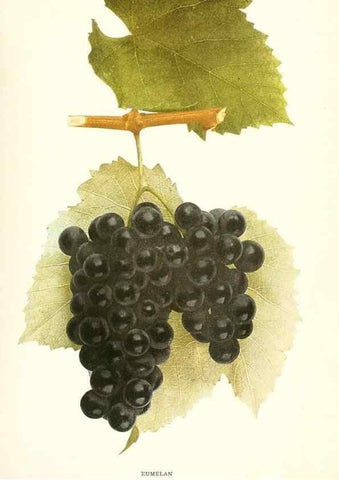 Reproducción/Reproduction 29836681590: The grapes of New York,. Albany,Lyon,1908.