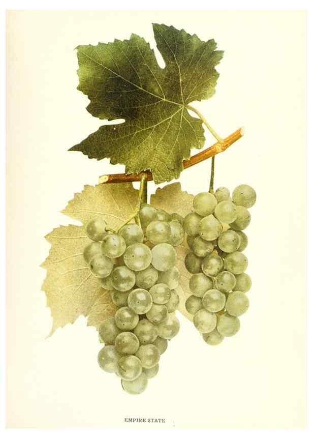 Reproducción/Reproduction 30017598552: The grapes of New York,. Albany,Lyon,1908.