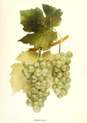 Reproducción/Reproduction 30017598552: The grapes of New York,. Albany,Lyon,1908.