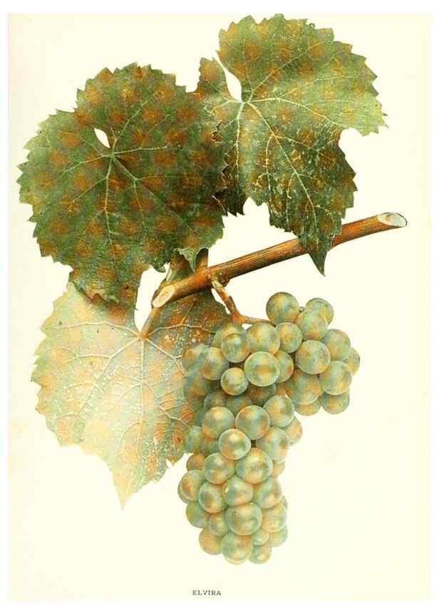 Reproducción/Reproduction 30131934045: The grapes of New York,. Albany,Lyon,1908.