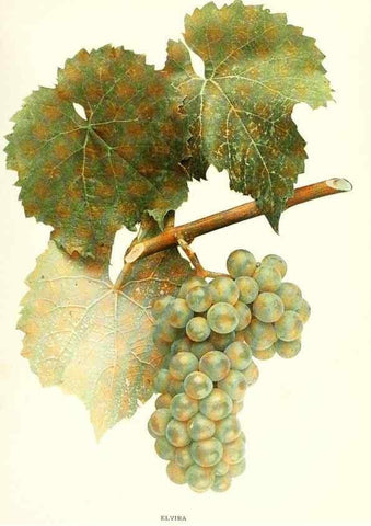 Reproducción/Reproduction 30131934045: The grapes of New York,. Albany,Lyon,1908.