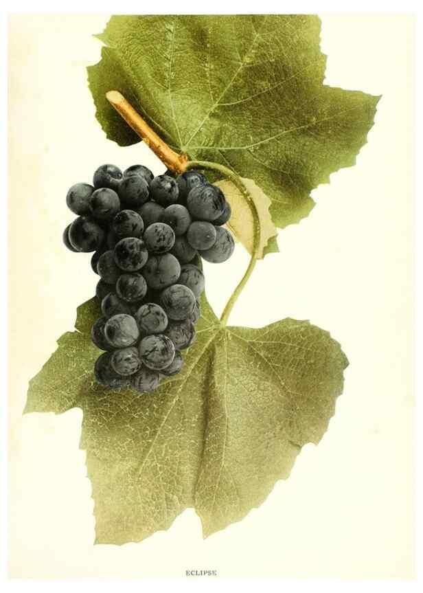 Reproducción/Reproduction 29503738464: The grapes of New York,. Albany,Lyon,1908.