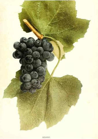 Reproducción/Reproduction 29503738464: The grapes of New York,. Albany,Lyon,1908.