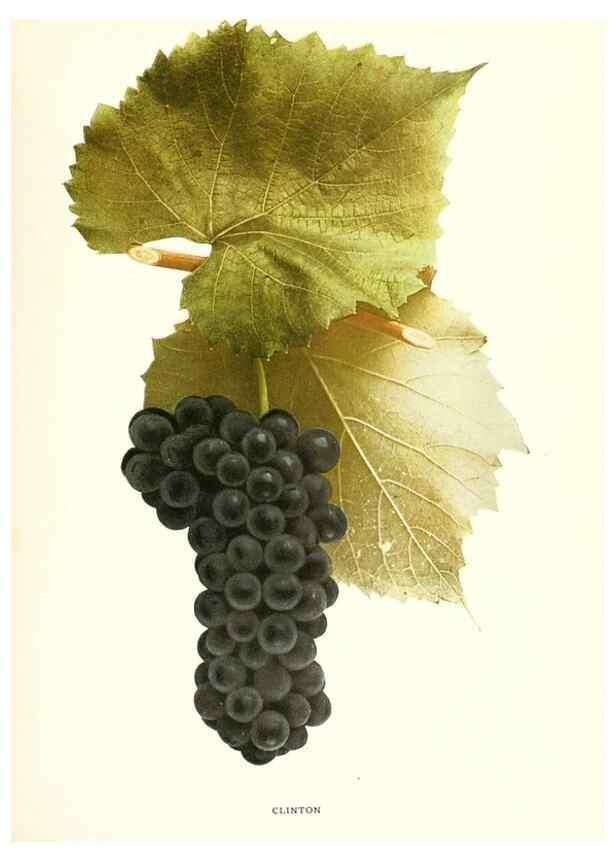 Reproducción/Reproduction 29503245203: The grapes of New York,. Albany,Lyon,1908.