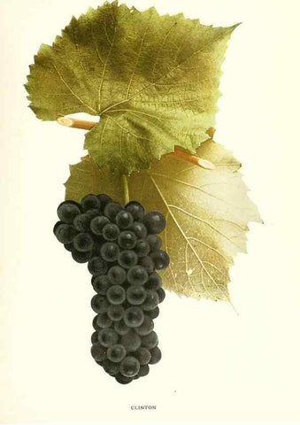 Reproducción/Reproduction 29503245203: The grapes of New York,. Albany,Lyon,1908.