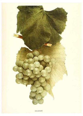 Reproducción/Reproduction 29503700834: The grapes of New York,. Albany,Lyon,1908.