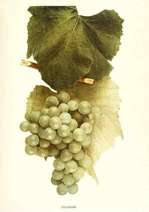 Reproducción/Reproduction 29503700834: The grapes of New York,. Albany,Lyon,1908.