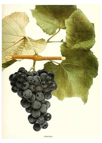 Reproducción/Reproduction 30097017036: The grapes of New York,. Albany,Lyon,1908.