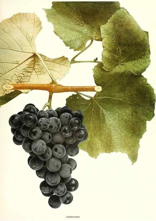 Reproducción/Reproduction 30097017036: The grapes of New York,. Albany,Lyon,1908.