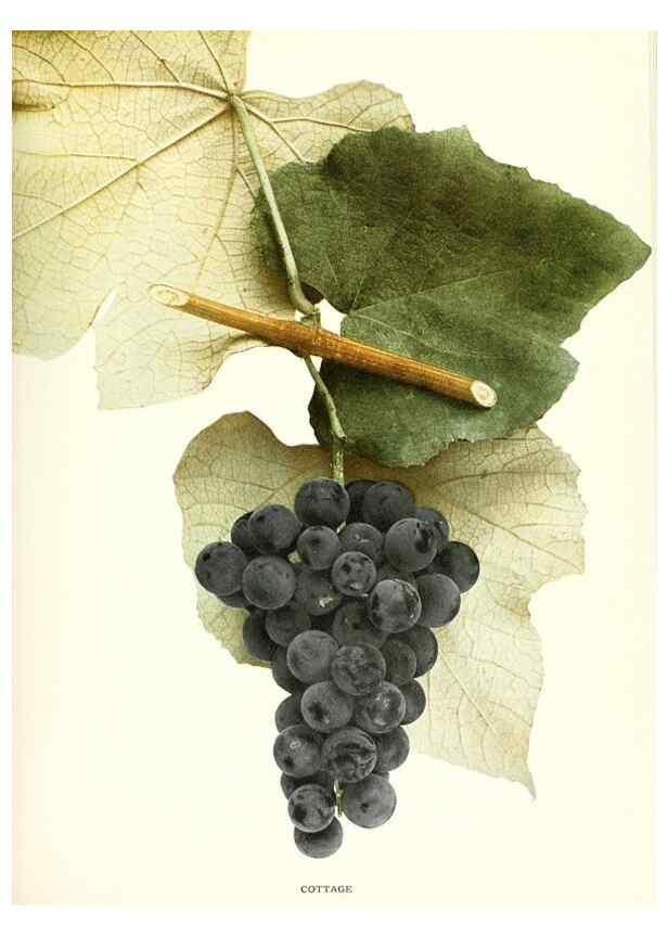 Reproducción/Reproduction 29836652080: The grapes of New York,. Albany,Lyon,1908.