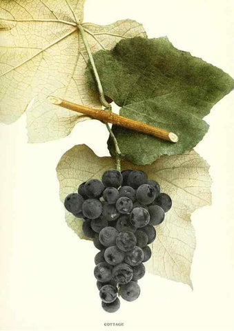 Reproducción/Reproduction 29836652080: The grapes of New York,. Albany,Lyon,1908.