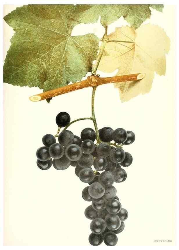 Reproducción/Reproduction 30097018956: The grapes of New York,. Albany,Lyon,1908.