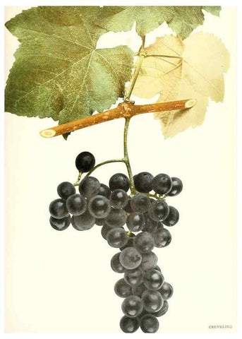 Reproducción/Reproduction 30097018956: The grapes of New York,. Albany,Lyon,1908.