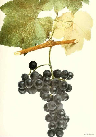 Reproducción/Reproduction 30097018956: The grapes of New York,. Albany,Lyon,1908.