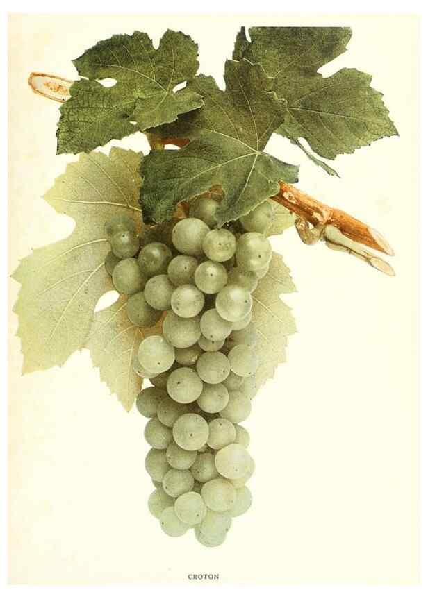 Reproducción/Reproduction 29836660230: The grapes of New York,. Albany,Lyon,1908.
