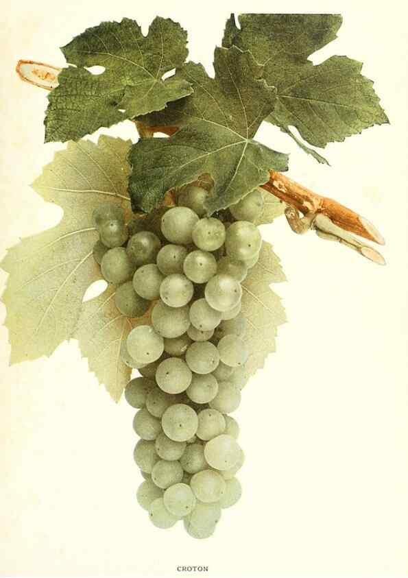 Reproducción/Reproduction 29836660230: The grapes of New York,. Albany,Lyon,1908.