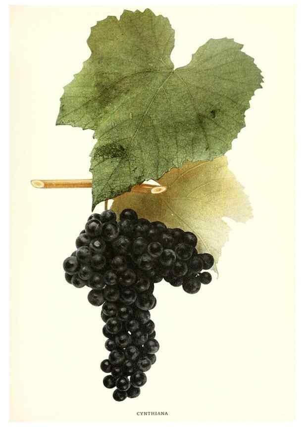 Reproducción/Reproduction 29503271233: The grapes of New York,. Albany,Lyon,1908.