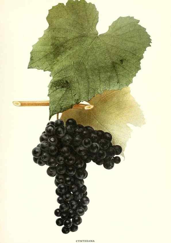 Reproducción/Reproduction 29503271233: The grapes of New York,. Albany,Lyon,1908.