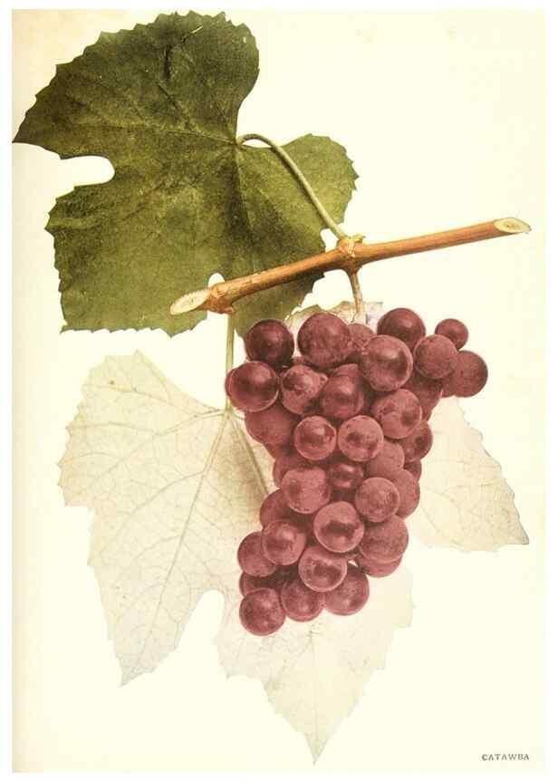 Reproducción/Reproduction 29503695644: The grapes of New York,. Albany,Lyon,1908.