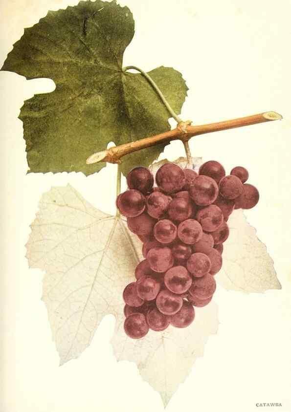 Reproducción/Reproduction 29503695644: The grapes of New York,. Albany,Lyon,1908.