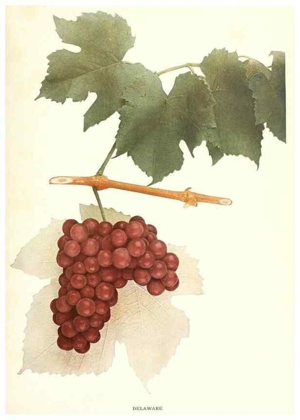 Reproducción/Reproduction 30047813651: The grapes of New York,. Albany,Lyon,1908.