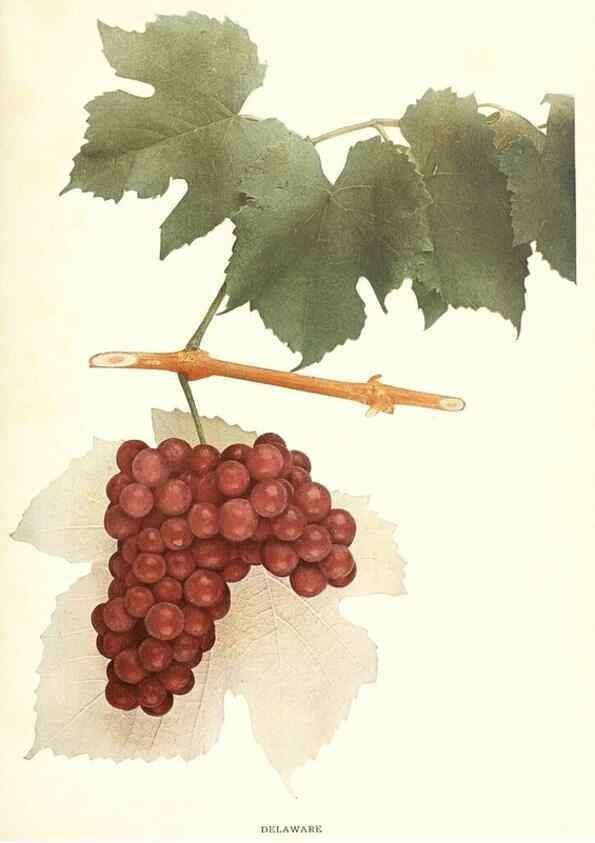 Reproducción/Reproduction 30047813651: The grapes of New York,. Albany,Lyon,1908.
