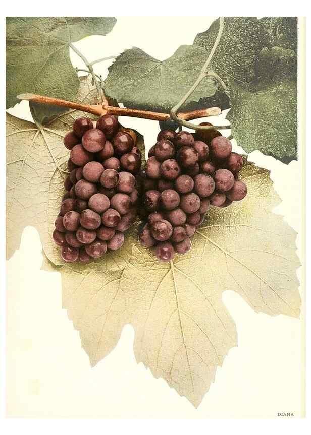 Reproducción/Reproduction 30097032476: The grapes of New York,. Albany,Lyon,1908.