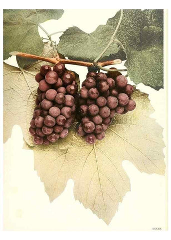 Reproducción/Reproduction 30097032476: The grapes of New York,. Albany,Lyon,1908.