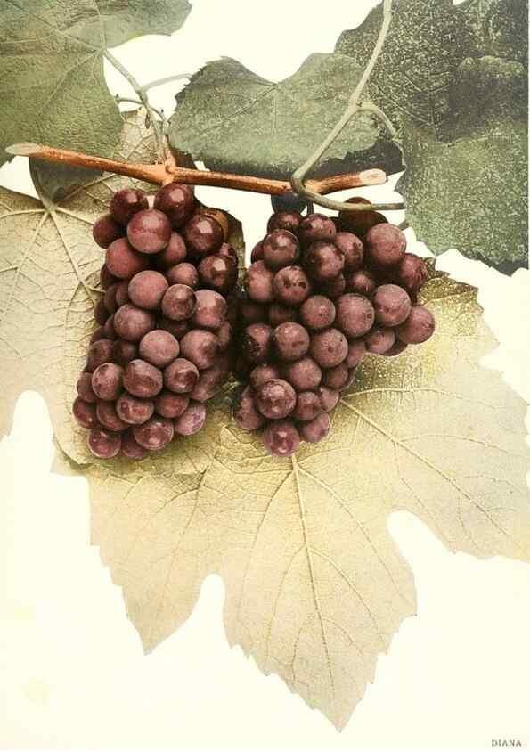 Reproducción/Reproduction 30097032476: The grapes of New York,. Albany,Lyon,1908.
